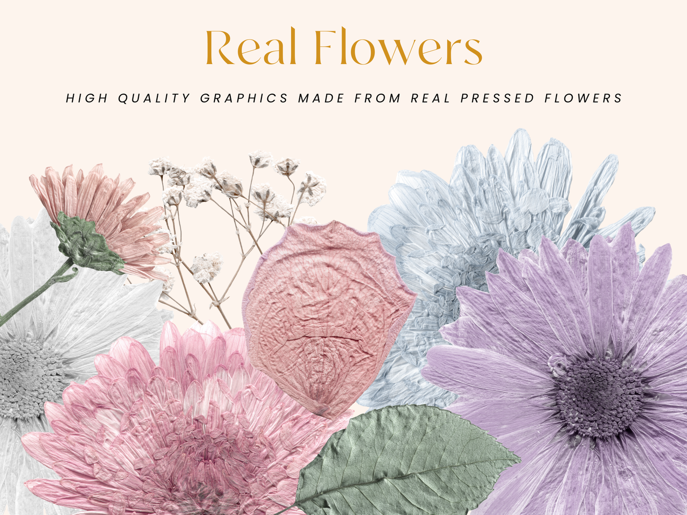 Pressed Flowers PNG Clipart - Design Pixie
